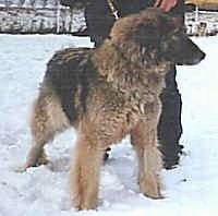Carpathian Sheepdog is puffed up and standing in snow and looking to the right with a person behind it
