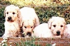 Three Australian Labradoodle Puppies are sitting in front of a brick wall