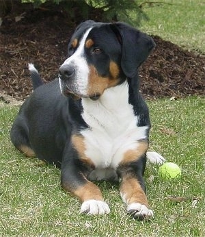 A tricolor black, tan and white Greater Swiss Mountain Dog is laying in grass looking to the left with a tennis ball next to it.