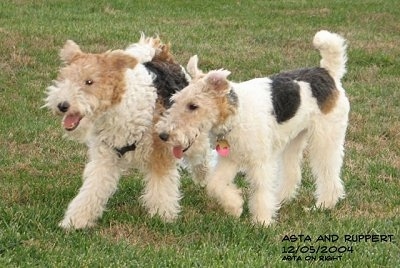 Two white with black and tan Wire Fox Terriers are running across a grass surface, there mouths are open and tongues are out. Their ears are flying up in the air.