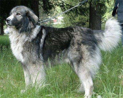 Carpathian Sheepdog standing outside in tall grass while on a leash