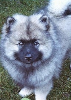 A fluffy Keeshond puppy is standing outside in grass and it is looking up
