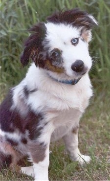 A merle white with black and brown Miniature Australian Shepherd is sitting in grass with its head tilted to the left looking forward.