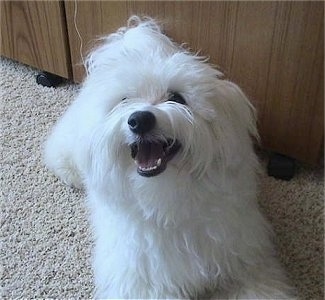 View from the front - A longhaired white Maltichon dog is laying on a tan carpet in front of a wooden cabinet and looking up with its mouth open looking happy.