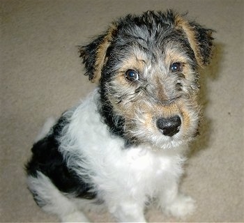 Top down view of a white with black and tan Wire Fox Terrier puppy that is sitting on a carpeted floor and it is looking up.