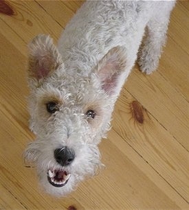Top down view of a white with tan Wire Fox Terrier that is standing on a hardwood floor, its mouth is open and it is looking up. It has a wavy coat, a black nose and dark eyes.