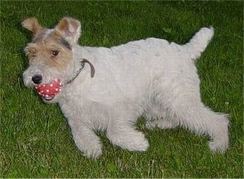 A white with tan and black Wire Fox Terrier dog running across a grass surface with a red ball in its mouth. It has small v-shaped ears that fold over at the tips. Its tail is docked.