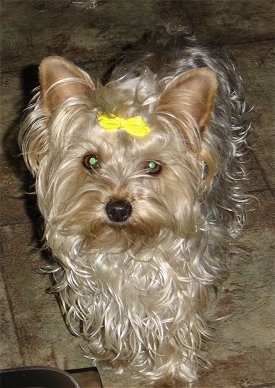 A long wavy coated tan and black Yorkipoo dog standing across a tiled floor, it is looking forward and it has a yellow ribbon in its hair. Its eyes are wide and round and its nose is black.