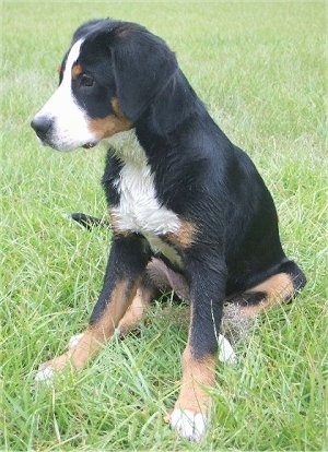 A tricolor black, tan and white Greater Swiss Mountain Dog puppy is sitting outside in grass and looking to the left