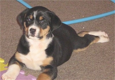 A small, tricolor black with tan and white St. Weiler puppy is laying out on a carpet, its front paws are on top of a violet toy and it is looking forward.