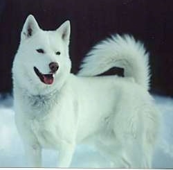 The left side of a pure white Siberian Husky that is standing outside in snow. It is looking to the right, its mouth is open and its tongue is sticking out. Its tail is curled up over its back.