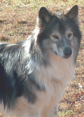 Head and upper body shot - A long-haired, perk-eared, grey with tan and white Native American Indian Dog is standing in grass and it is looking forward. Its eyes look like wolf eyes.