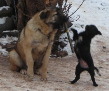 A large breed tan with black Sarplaninac dog is sitting on dirty snow with a stick in its mouth and in front of it is a small black dog standing on its hind legs and batting at the stick.