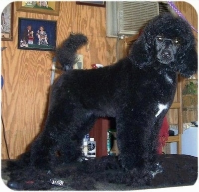 A black with white Klein Poodle is standing on a grooming table. The table is covered with the dog's hair