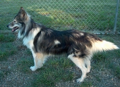 Left Profile - A long-haired, perk-eared, grey with tan and white Native American Indian Dog is standing in grass in front of a chain link fence. Its mouth is open and its tongue is out.