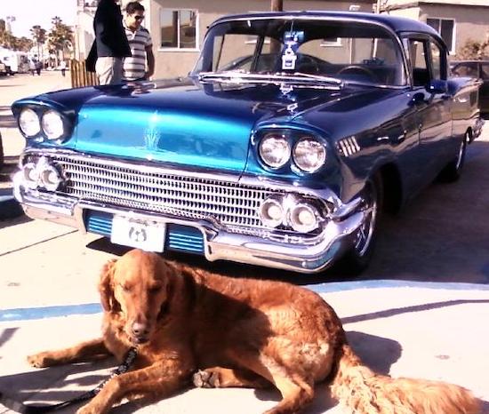 A large, drop-eared, thick coated, red mixed breed dog laying on a sidewalk in front of a teal-blue classic 1958 Chevy antique car.