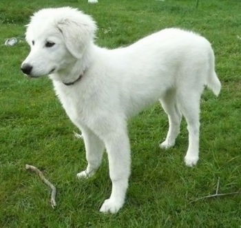 Side view - A white Maremma Sheepdog puppy is standing in grass and there is a stick in front of it.
