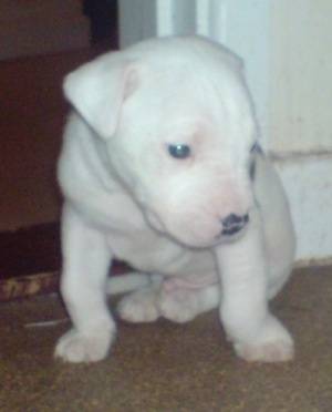 Sirus the Bullypit puppy sitting on a carpet, leaning against a door
