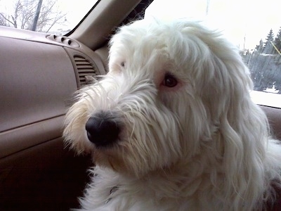 A grey with white Old English Sheepdog is sitting in the passenger seat of a vehicle. It is looking towards the driver side.