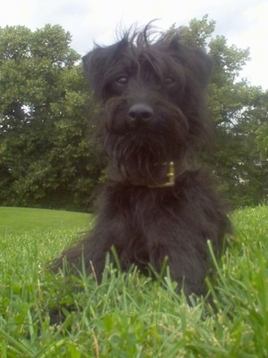 Close up front view - A shaggy looking, black Pootalian dog is laying in grass looking forward