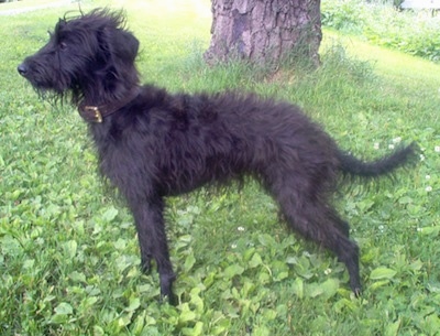 Left Profile - A shaggy-looking, black Pootalian dog is standing in grass under the shade of a tree looking to the left.