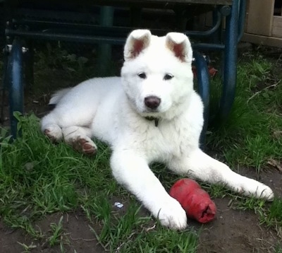 Front view - A white Pungsang Dog puppy is laying in grass and dirt with a red Kong toy in front of it looking forward. Its ears are perked up with the tips flopped over to the front.