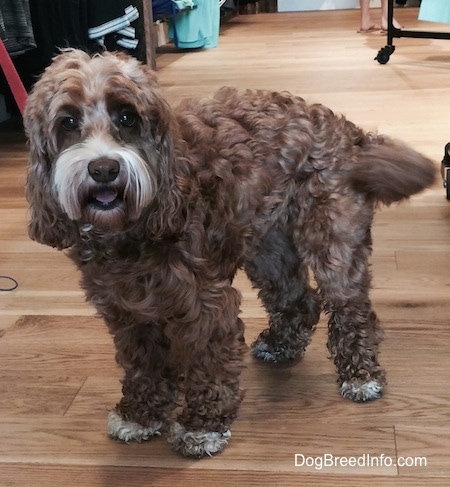 Matty the Cockapoo is standing on a hardwood floor inside of a store. Matty is looking towards the camera and it looks like she is smiling