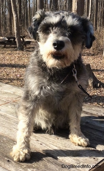 A black, gray and tan Miniature Schnauzer is sitting on top of a wooden table outside at a wooded park. Its mouth is slightly open and it is looking forward.