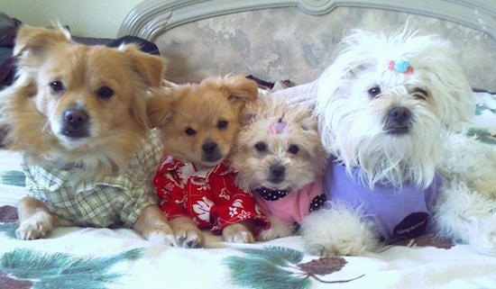 Four toy dogs are laying in a human's bed all wearing clothes.