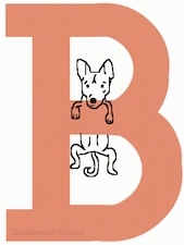 Drawing of a letter B with a Basenji dog hanging off the middle
