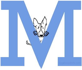 A drawn Mini Bull Terrier dog is standing  up in the middle part of the capital letter M