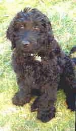 Close Up - The front left side of a black Australian Labradoodle puppy is sitting in a lawn and it is looking forward.