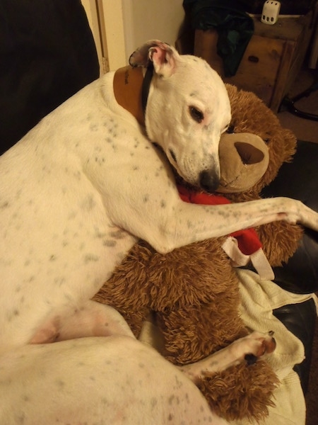 A tall lanky dog with a long muzzle and black nose sleeping on top of a large brown teddy bear on top of a couch. 