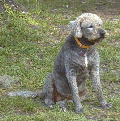 Front side view of a large breed wavy coated dog with a shaved gray coat. It has a little bit of white on its chest and brown squinted eyes. It has longer hair on the top of her head and a long tail.