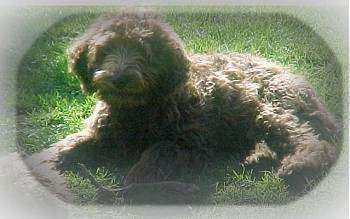 The left side of a black Australian Labradoodle that is laying across a yard and it is looking forward.