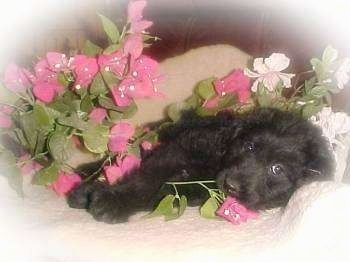 The right side of a black Australian Labradoodle puppy that is laying down on a couch, which is surronded by flowers