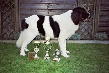 Side view - A black and white Landseer dog is standing in grass in front of four trophies that are lined up across the front of the dog. There is a wooden fence behind it.