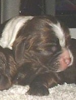 Close up - The front right side of a liver and white American Cocker Spaniel Puppy that is sleeping on top of other puppies.