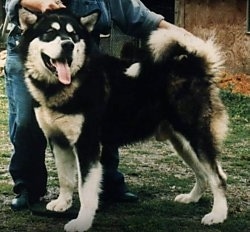 The left side of a black with white Alaskan Malamute that is standing across grass and there is a building behind it.