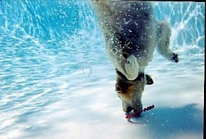 Bailey the Golden Retriever is under the water grabbing a toy at the bottom of a pool