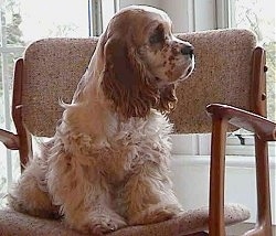 The front right side of a tan American Cocker Spaniel that is sitting on a chair and looking out a window that is to the right of it.