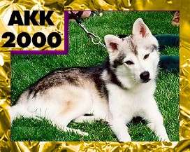 The right side of a black with white Alaskan Klee Kai that is laying across grass. In the top left corner of the image is the words 'AK200'