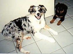 An blue merle Australian Shepherd is laying against a wall and it is looking forward. Next to it is a black and brown puppy is laying on a tiled floor.