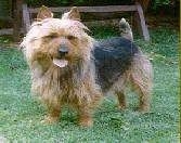 The left side of a brown and black Australian Terrier that is standing across grass with its mouth open and tongue out