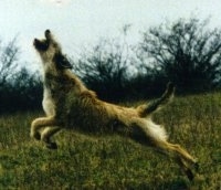 Action shot - Berger Picard in mid air jumping across grass