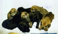 A litter of Berger Picard puppies