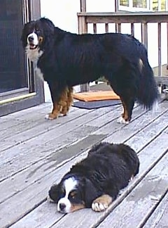 Robinson the Bernese Mountain Dogs standing in front of the house door and Andty the Bernese Mountain Dog Puppy laying on a wooden porch