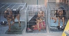 Three Bloodhounds lined up in three separate crates