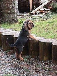 Bloodhound puppy jumping up at a wooden stump wall