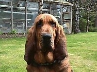 Close Up - Belle the Bloodhound sitting in front of a greenhouse